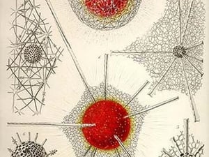 Spongospaera Streptacantha and Dictyosoma Trigonizon by Ernst Haeckel - Art Print