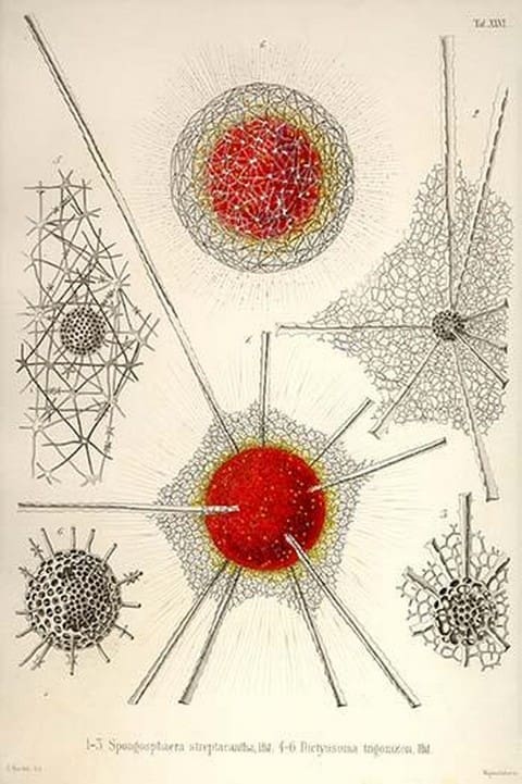 Spongospaera Streptacantha and Dictyosoma Trigonizon by Ernst Haeckel - Art Print