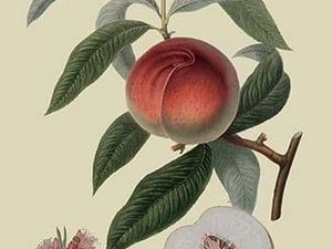 Galande Peach by William Hooker - Art Print
