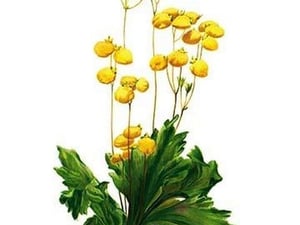 Calceolaria Plantaginea by H.G. Moon - Art Print