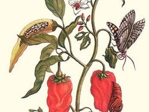 Cherry Pepper & Tobacco Hornworm with Five Spotted Hawkmoth by Maria Sibylla Merian - Art Print