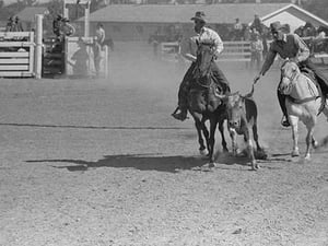Bulldogging by Arthur Rothstein #4 - Art Print