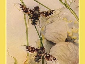 The Anthrax Fly by Edward Detmold - Art Print