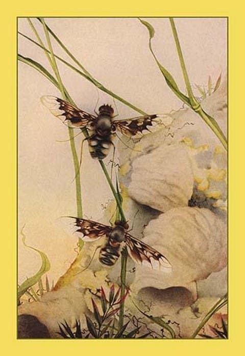 The Anthrax Fly by Edward Detmold - Art Print