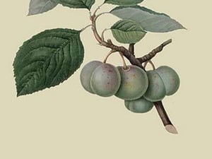 Green Gage Plum by William Hooker #2 - Art Print