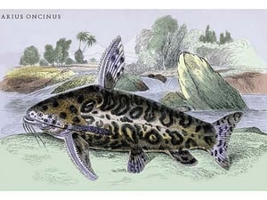 Arius Oncinus by Robert H. Schomburgk - Art Print
