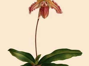 Orchid: Cypripedium Niobe - Art Print