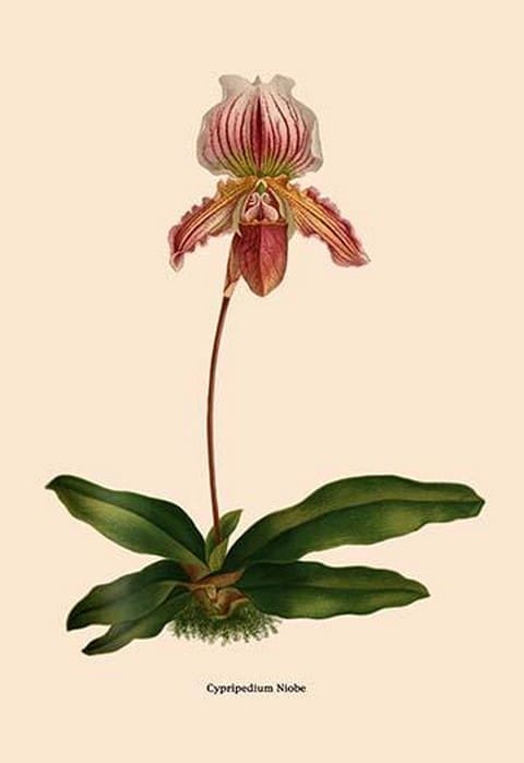 Orchid: Cypripedium Niobe - Art Print