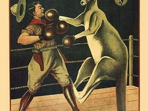 Kangaroo Boxer - Art Print
