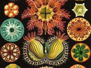 Ascidiae by Ernst Haeckel - Art Print