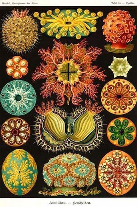 Ascidiae by Ernst Haeckel - Art Print