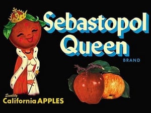 Sebastopol Queen Brand Apples - Art Print
