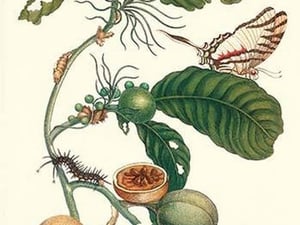 Coffee Tree leaf with a Glaucolaus Kite Swallowtail Butterfly by Maria Sibylla Merian - Art Print