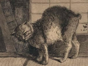 Domestic cat by Kano - Art Print