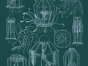 Jellyfish: Trachymedusae #3 by Ernst Haeckel - Art Print