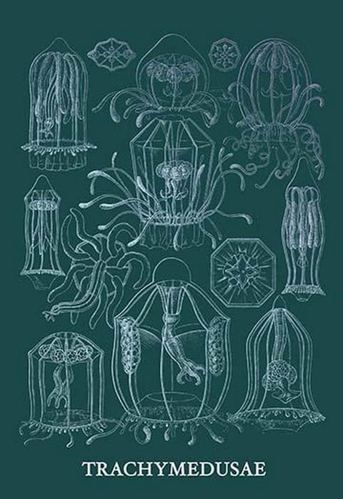 Jellyfish: Trachymedusae #3 by Ernst Haeckel - Art Print