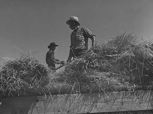 Threshing