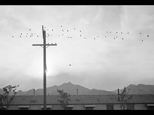 Birds on Wire by Ansel Adams - Art Print