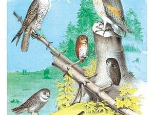 American Lanier Falcon (Prairie Hawk) by Theodore Jasper - Art Print