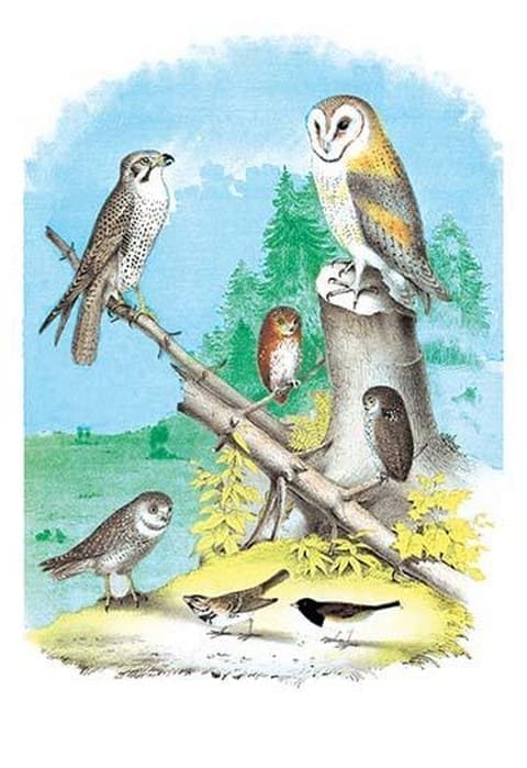 American Lanier Falcon (Prairie Hawk) by Theodore Jasper - Art Print