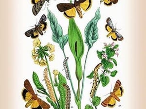 Moths: Triphaena Finbria