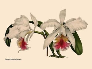 Orchid: Cattleya Mossia Vestalis - Art Print