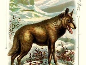 The Wolf - Art Print