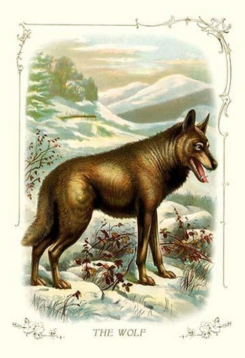 The Wolf - Art Print
