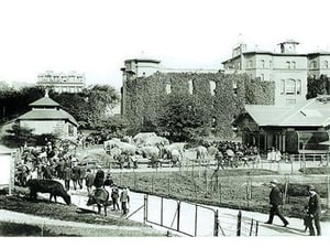 Central Park: The Menagerie c.1873 - Art Print