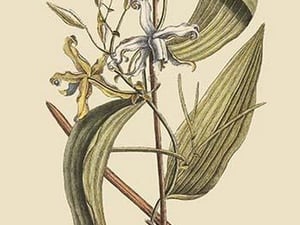 Vanilla Plant by Mark Catesby - Art Print