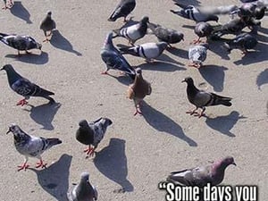 Pigeons by Wilbur Pierce - Art Print