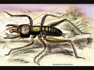 Insect: Anostostoma Australasiae by James Duncan - Art Print