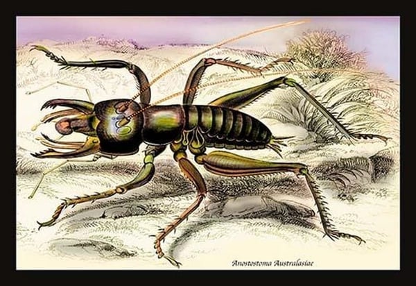 Insect: Anostostoma Australasiae by James Duncan - Art Print