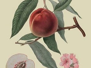 Neal's Early Purple Peach by William Hooker #2 - Art Print