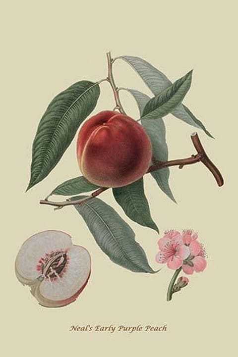 Neal's Early Purple Peach by William Hooker #2 - Art Print