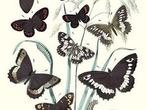 Butterflies: H. Circe