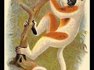Coquerel's Sifaka by G.R. Waterhouse - Art Print