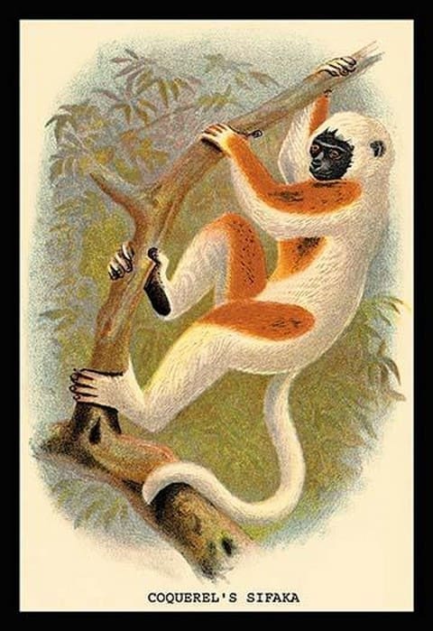 Coquerel's Sifaka by G.R. Waterhouse - Art Print