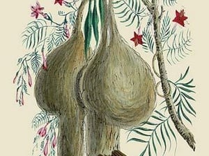 Different Nests of the Bayu by J. Forbes - Art Print