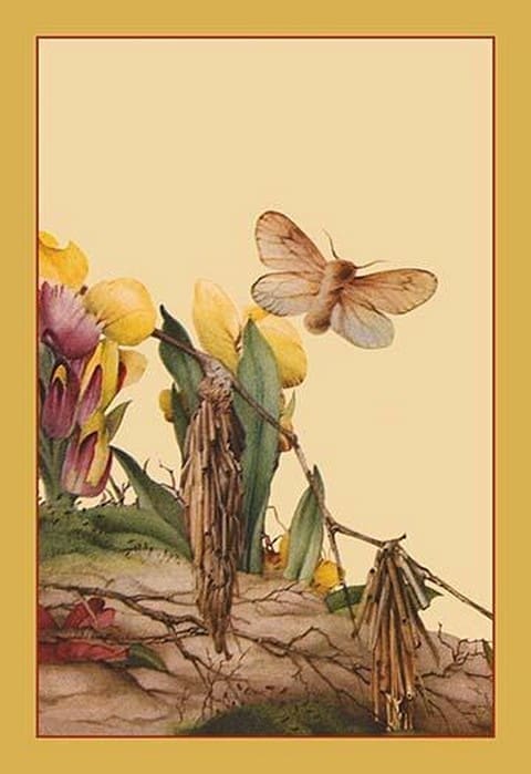 The Psyches by Edward Detmold - Art Print