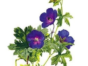 Geranium Grandiflorum by H.G. Moon - Art Print