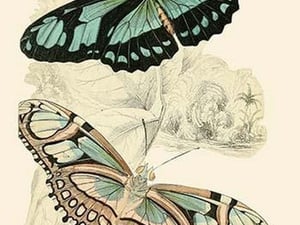 European Butterflies & Moths by James Duncan #4 - Art Print