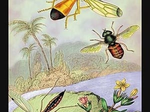 Insects: Ctenophora Pectinicornis