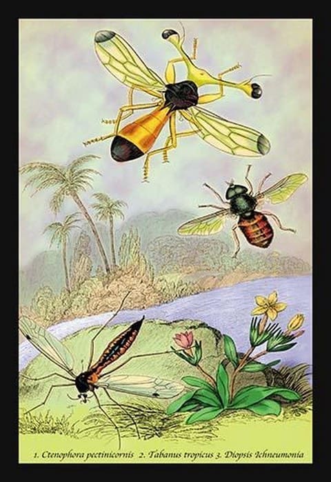 Insects: Ctenophora Pectinicornis