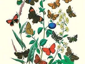 Butterflies: P. Sylvanus