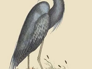 Blue Heron by Mark Catesby - Art Print