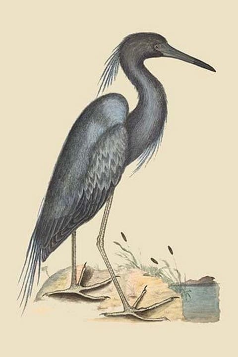 Blue Heron by Mark Catesby - Art Print