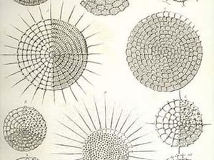 Collection of Radiolaria by Ernst Haeckel - Art Print
