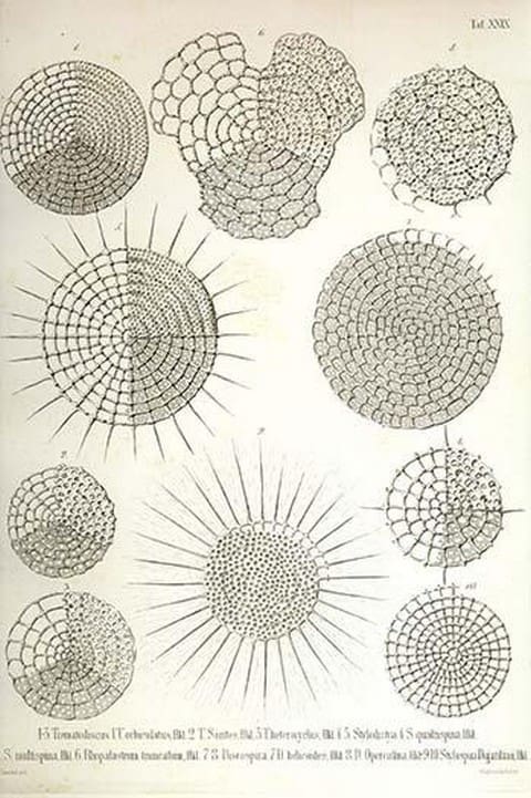 Collection of Radiolaria by Ernst Haeckel - Art Print