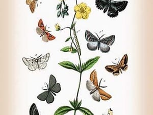 Moths: Cleogene Peletieraria